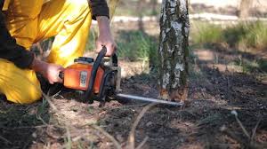 Best Tree Disease Treatment  in Aspermont, TX