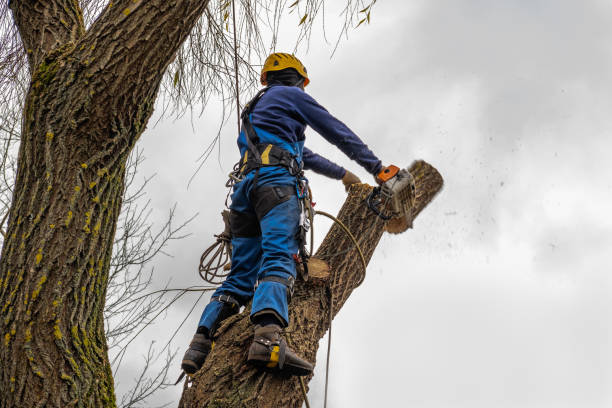 Best Emergency Tree Removal  in Aspermont, TX