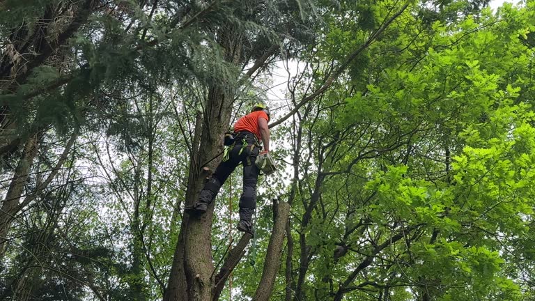 Best Tree Maintenance Programs  in Aspermont, TX