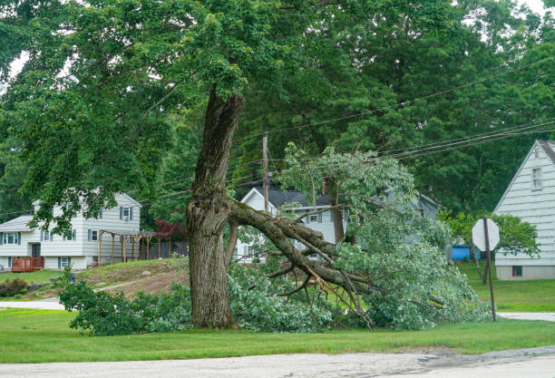 Best Tree Risk Assessment  in Aspermont, TX