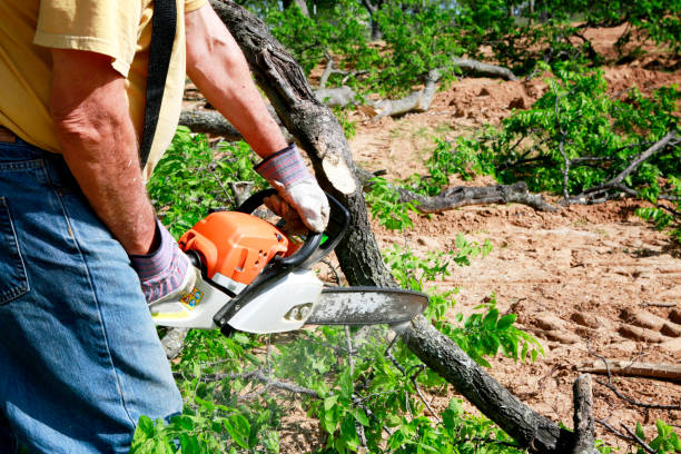 Best Commercial Tree Services  in Aspermont, TX